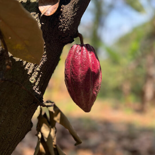 cacao pod